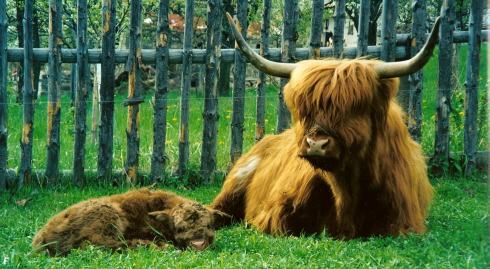 The long thick hair, covering head as well, is typical.